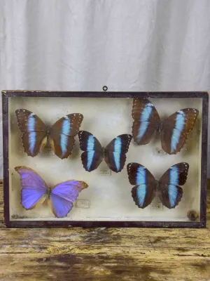 19th Century Butterflies in a display case