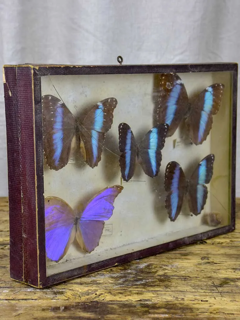 19th Century Butterflies in a display case