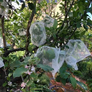 Fruit Protection Bag - 10 pack