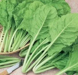 Swiss Chard Perpetual Da Taglio Seeds | Weston Seeds